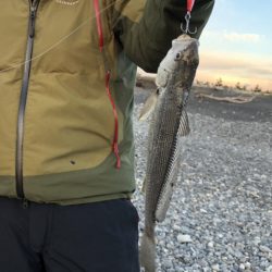 サーフ　ヒラメ狙いで・・・